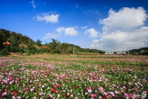 桃園 蘆竹 山林波斯菊