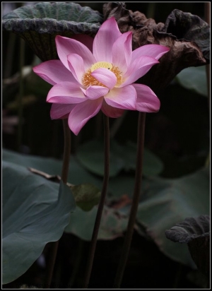 植物園---秋荷