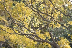 [7D]植物園外拍 [ Smaillsea }