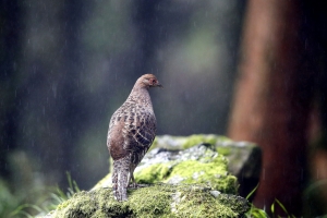 雨中帝雉
