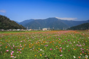 宜蘭 南澳 冬季花海