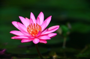 第一次拍花