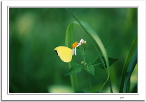 技不如人, 但是也是要打打蝴蝶 ~~ ^^