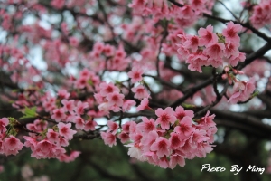 仰德大道之一翦梅