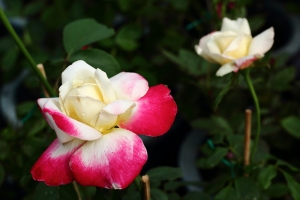 多美麗的玫瑰花 BY 攝工