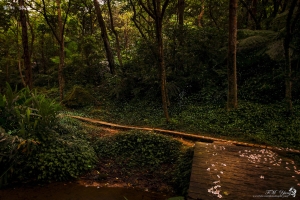 新北 綠光"螢"火晚會 Part2