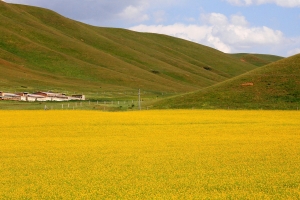 絕美甘川青秘境［四］— 桑科草原、桑科濕地