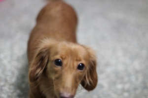 當T快門遇上好動的狗狗