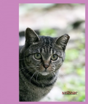 猫猫 ~ Club