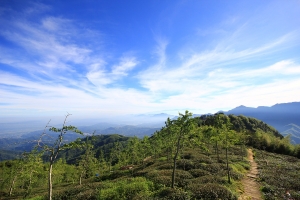 大崙山茶園....