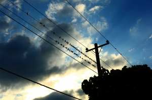 關渡平原 鳥很多~