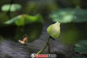 20130612 北屯景賢生態公園(夏荷)&nbsp;&nbsp;好芭樂...