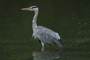大安森林公園拍羽