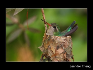 記錄蜂鳥的孵化與成長 - Leandro