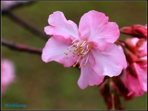 一個人的星期天