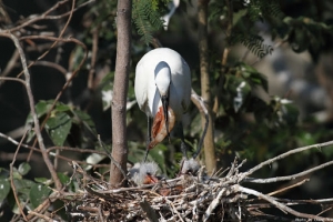 2010/0420-0421 小白鷺、鸕鶿等水鳥