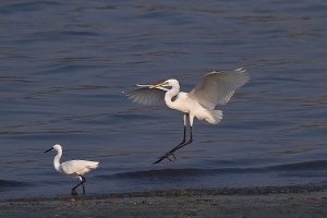 [ 70-300L 胖白 ]***打鳥趣初體驗***by 米其李