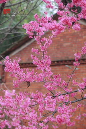 (櫻為美...)龍潭老櫻花樹