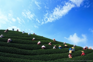 八卦茶園
