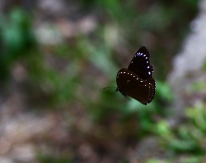 追焦練習~飛行蝶