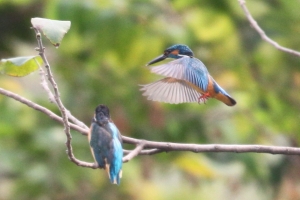 小翠羞羞臉~~18禁