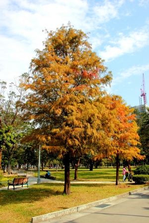 美哉！大安森林公園