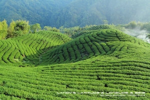 八卦茶園春茶一水＠南投竹山