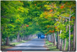 鳳凰花隧道@溪洲綠筍路