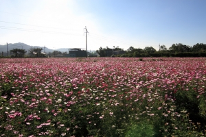關西 波斯菊花海