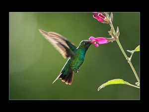蜂鳥集