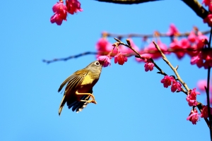 櫻花開了鳥也來了~