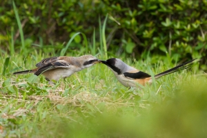 棕背伯勞亞成鳥(上篇)