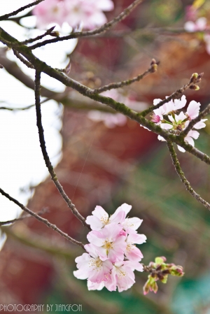 吉野櫻姿-天元宮