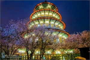 天元宮．夜櫻
