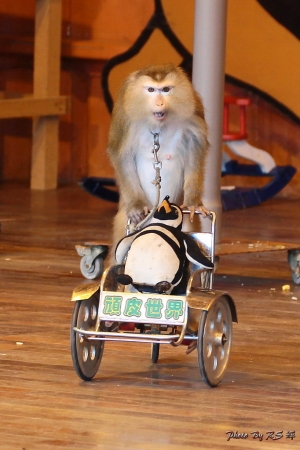頑皮世界一日遊~