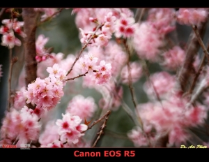 櫻花樹下