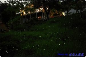 若蘭山莊拍流螢
