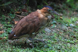 小砲打鳥...