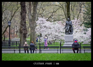 ::: Spring in Central Park 春天的中央公園 （下） by DV :::