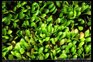 Sophies植物微距攝影集151