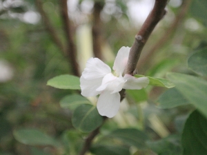 ★201304田園花草之同學家篇★