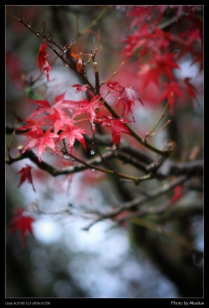 雨．楓紅．福壽山 11/3