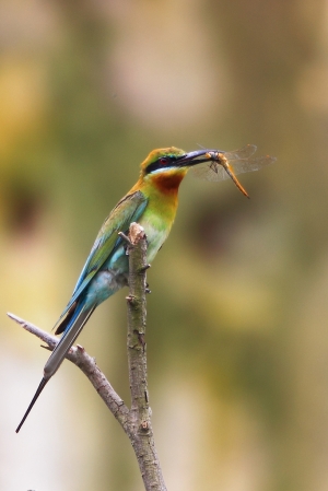 栗喉蜂虎 Blue-cheeked Bee Eater