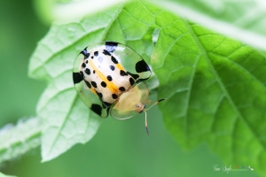 菜園昆蟲 II ~~ 蝶-蛛-蟲