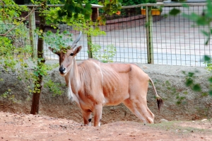新竹市立動物園and鴛鴦