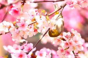 鳥語花香之綠繡眼