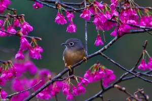 繡眼畫眉