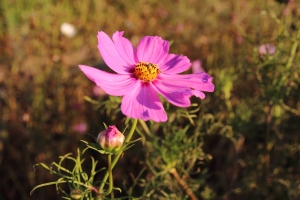 2014/11/22(大園-波斯菊)