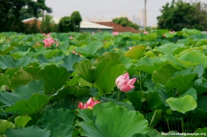 新竹坊寮觀光花園荷花