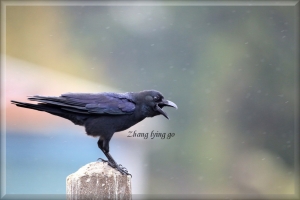烏鴉